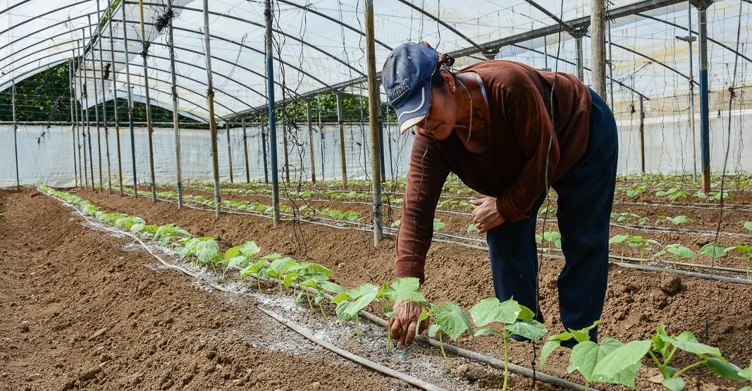 Presentan nuevo proyecto en apoyo a la soberanía alimentaria y educación nutricional