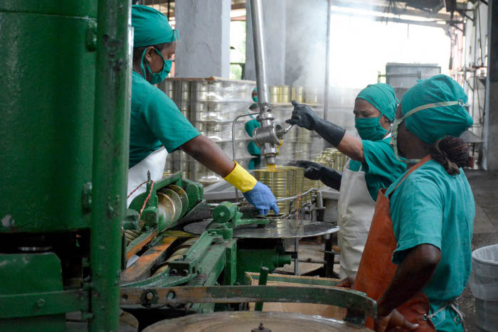 El mango entró en cosecha