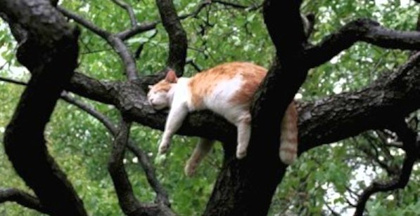 Decreto-Ley sobre Bienestar Animal: el sueño de la Naturaleza salvaje