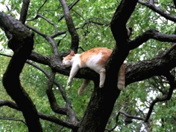 Foto: tomada de faunatura.com Decreto-Ley sobre Bienestar Animal: el sueño de la Naturaleza salvaje
