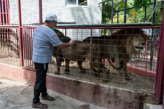 Controlan fuga de leones en Zoológico de Camagüey