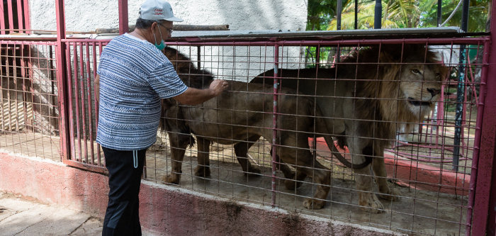 Controlan fuga de leones en Zoológico de Camagüey