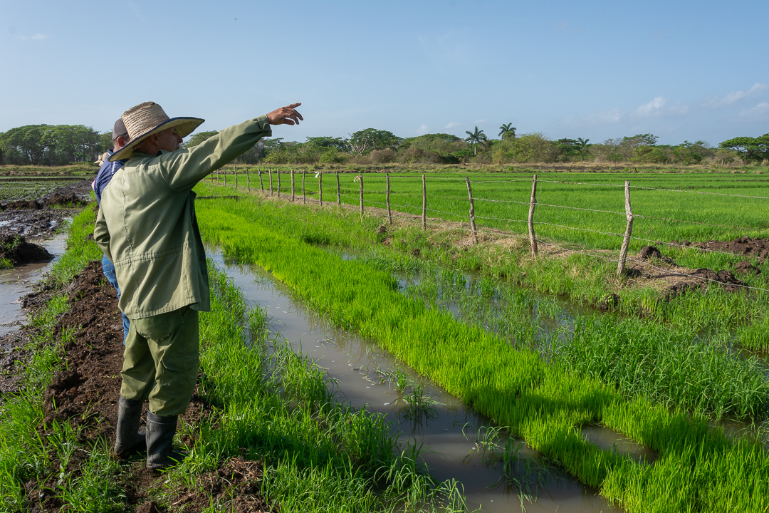 La CCS Manuel Ascunce Domenech es reconocida como la mayor cosechadora de arroz en Cuba entre los afiliados de la Anap. 