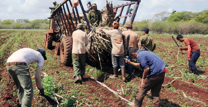 Fiscaliza el Partido producción agroazucarera y alimentaria en Camagüey