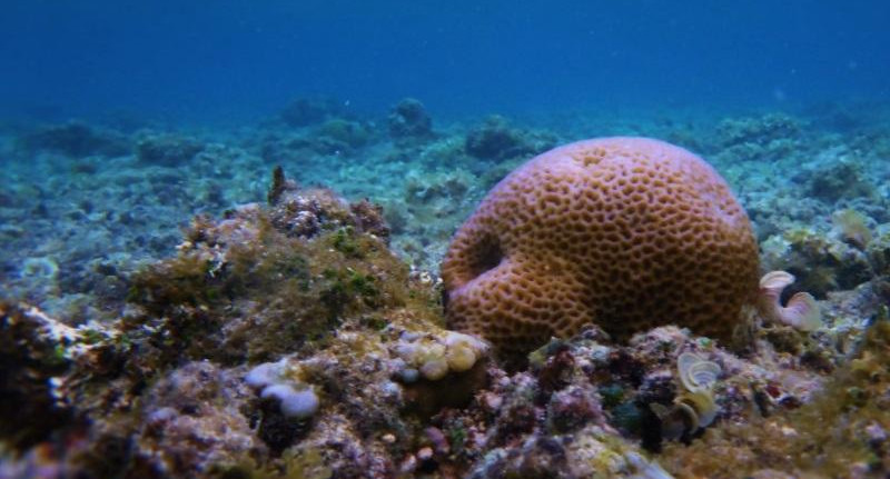 Las esponjas: entre la antigüedad y la rareza
