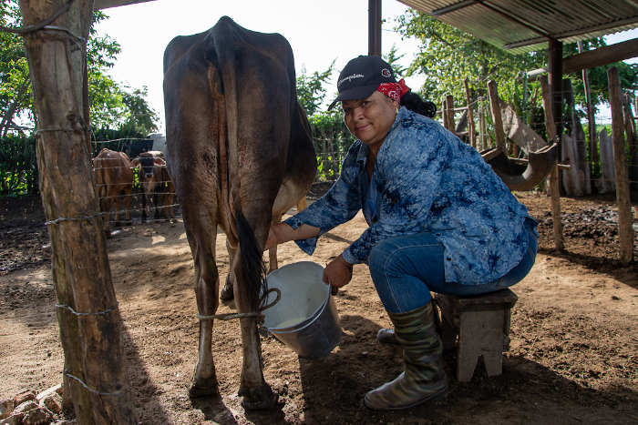 Cooperativa Evelio Rodríguez, diez años por encima del millón de litros de leche