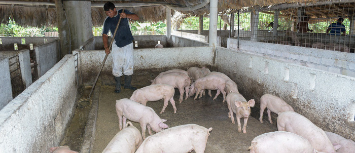 Por el rescate de la producción porcina
