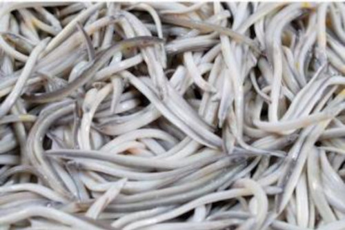 Camagüey puede incrementar sus exportaciones 