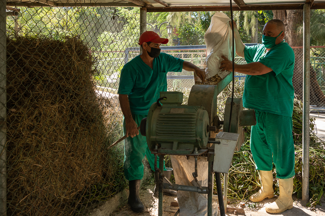 Antes de la llegada de los nuevos inquilinos, los trabajadores del Zoológico de Camagüey les preparaban alimentos.