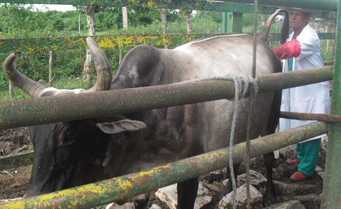 Recuperación ganadera camagüeyana puede ser en 2022