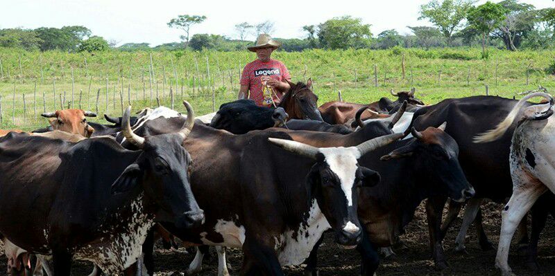 Camagüey con la mira en incremento de producción agropecuaria