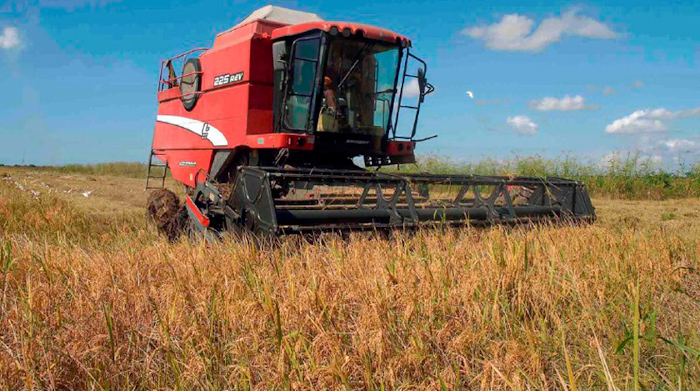 El financiamiento al arroz y la ganadería vacuna son prioridades en Camagüey