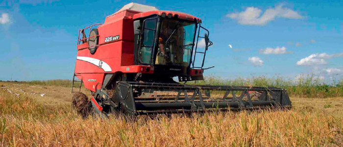 El financiamiento al arroz y la ganadería vacuna son prioridades en Camagüey