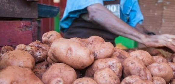 Distribuyen papa en Camagüey