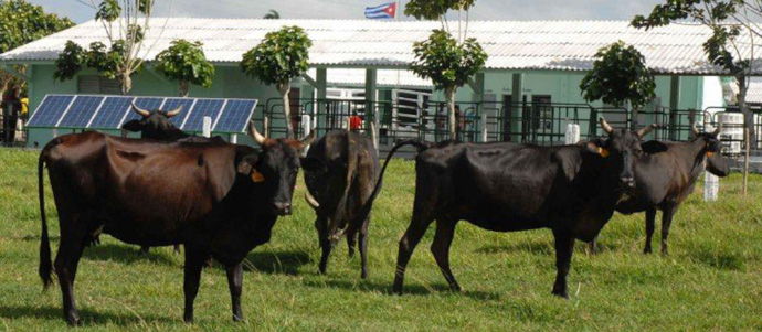 Tecnología informática para potenciar producción lechera