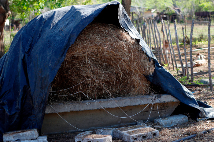 En la finca La Luna de Jimaguayú se almacena alimento animal para la etapa de sequía.