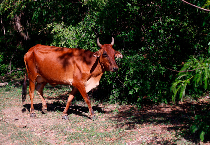 Sistemas silvopastoriles