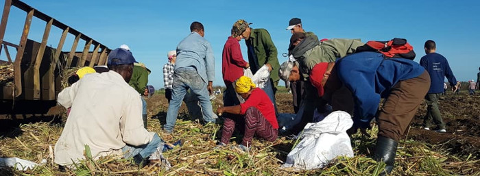 rimero de Mayo también desde el surco