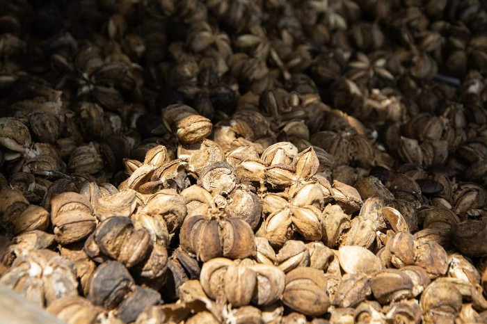 Fotos: Tomadas de acn.cu Sacha Inchi, planta rica en aceite vegetal