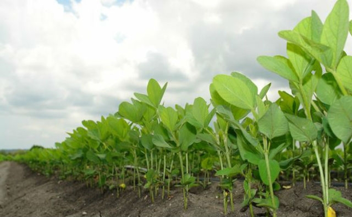 Foto: Tomada de radiomayabeque.icrt.cu Es viable cultivar soya en Cuba