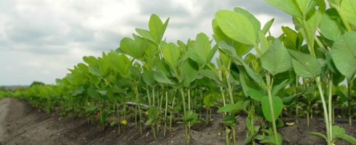 Es viable cultivar soya en Cuba
