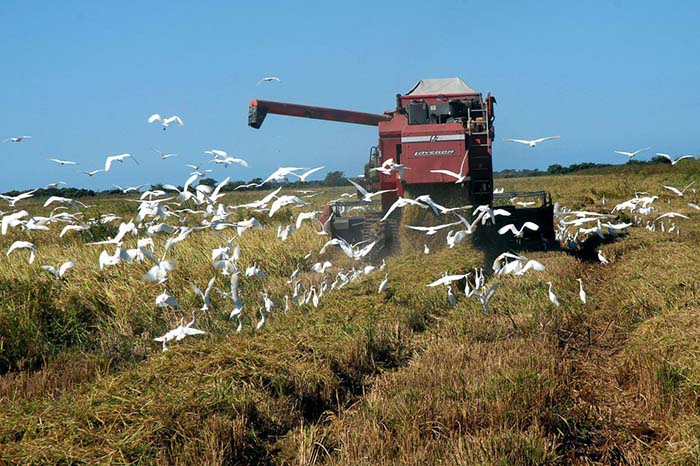 Industria arrocera de Camagüey se consolida entre las mejores