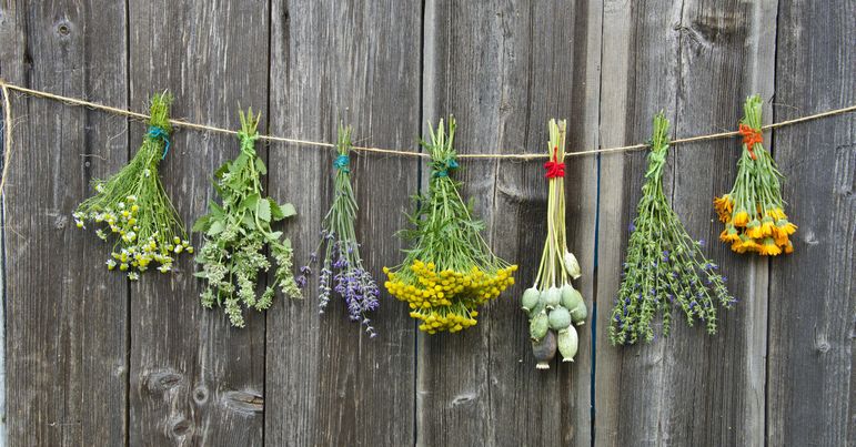Plantas medicinales y su uso en la Estomatología