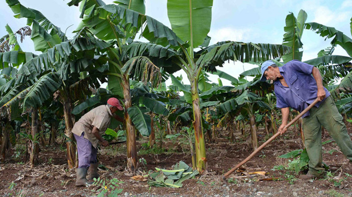 Agricultura camagüeyana por incrementar siembra de plátano y yuca 