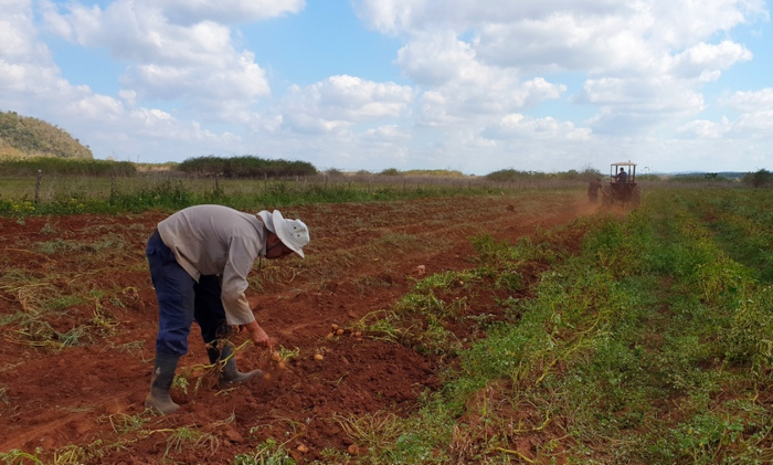Los paperos de Camagüey no concretaron lo previsto en los rendimientos, pero Giraldo Martín, avezado investigador que lidera el equipo científico para el cultivo, destacó que es esta la primera vez que siembran papa ecológica en el territorio, pero lograron la adecuada organización del proceso, que les valdrá para las próximas campañas. Foto: Archivo La papa ecológica vino para quedarse