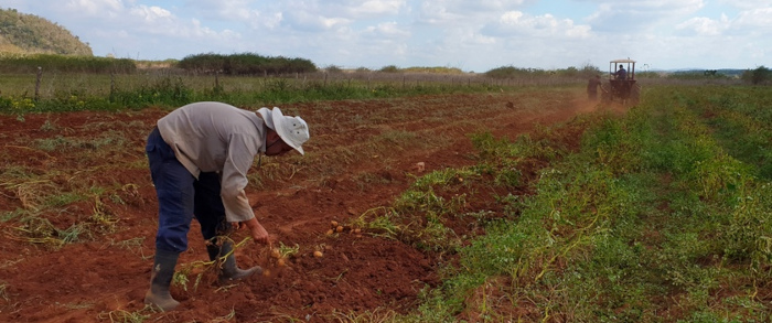 La papa ecológica vino para quedarse