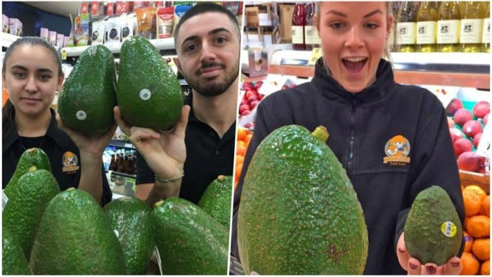 El aguacate hacia los mercados internacionales