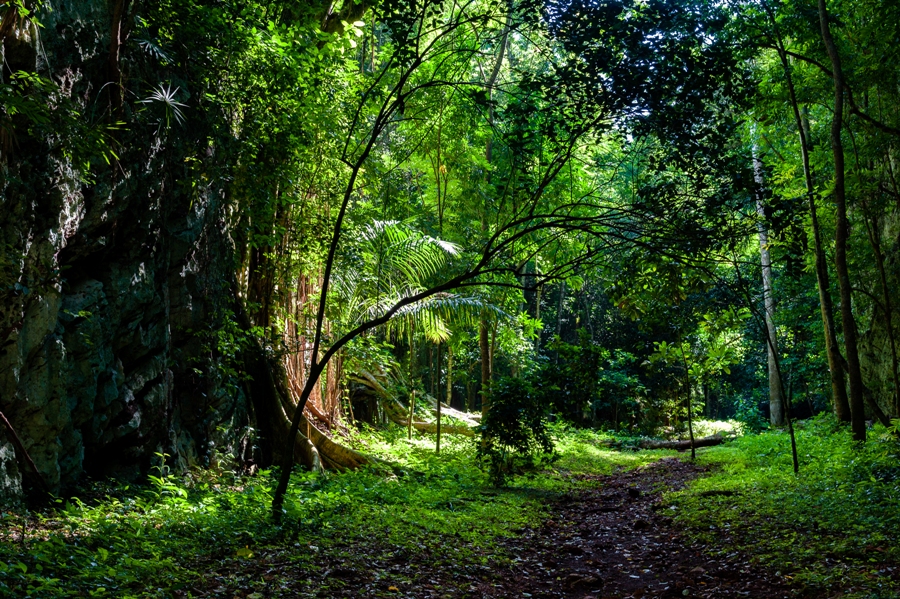 Adhesión de Cuba a convención internacional fauna y flora