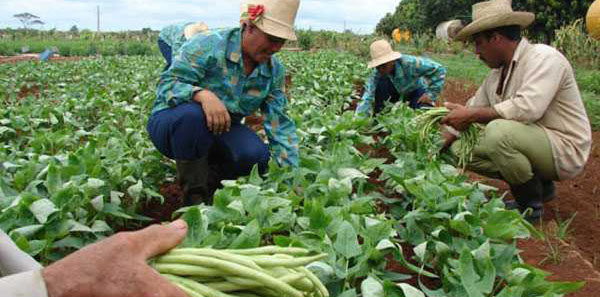 Solicitan campesinos camagüeyanos tierras en usufructo