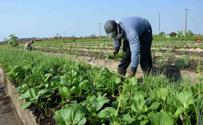 No obstante, los resultados todavía no satisfacen las exigencias de los agramontinos, pues aún no se logra que exista como promedio 15 metros de tierra para la producción de alimentos. Foto: Tomada de cadenagramonte.cu Agricultura Urbana, Suburbana y Familiar: Camagüey con resultados alentadores