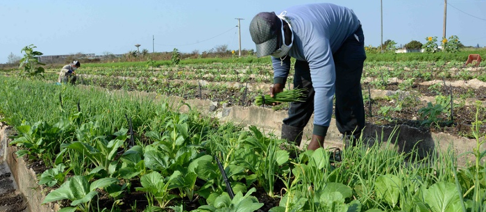 Agricultura Urbana, Suburbana y Familiar: Camagüey con resultados alentadores