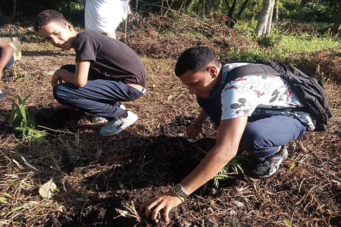 Foto: Tomada de radiocamaguey.icrt.cu Día Mundial del Bambú: Siembra de 100 ejemplares en Camagüey