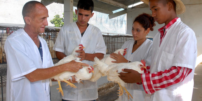 Sector educacional camagüeyano produce alimentos
