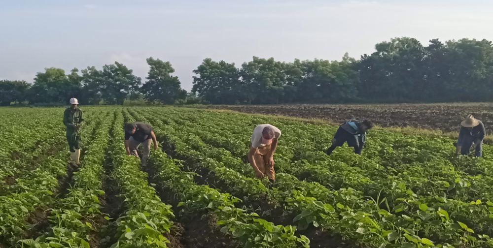 Recupera Camagüey atraso de siembra en campaña de frío