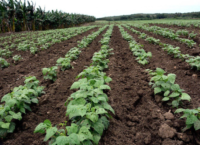 Foto: Rodolfo Blanco Cué/ ACN Cerró siembra de primavera con buenos resultados para Camagüey