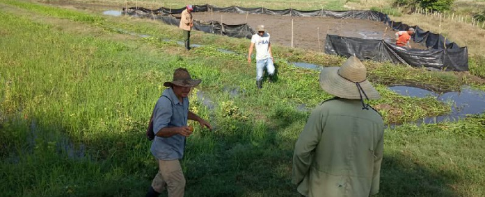 Experiencia piloto para impulsar producción de arroz en Camagüey