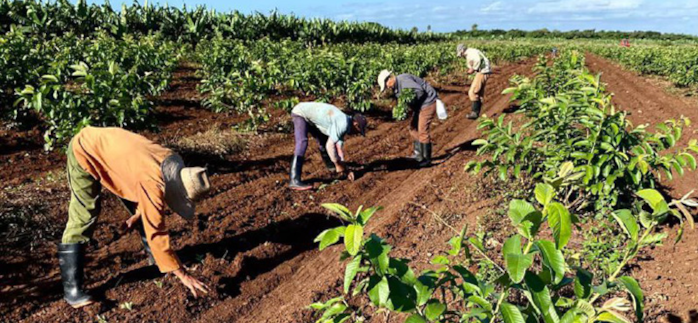 Polo productivo La Amelia en recuperación
