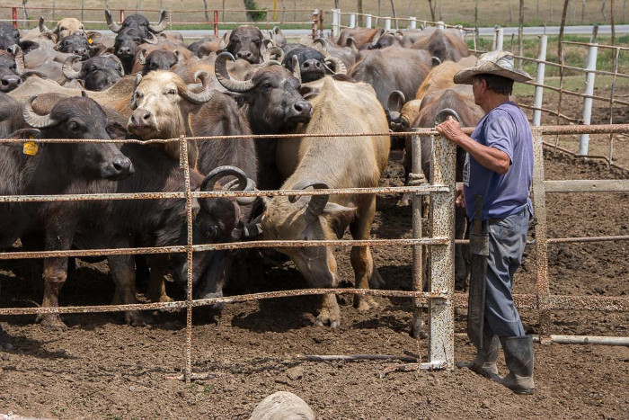 Ejercicio de control en Camagüey para conocer existencia de masa vacuna