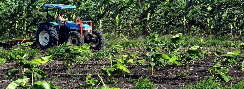 Desde el surco joven directivo camagüeyano aporta a producción de alimentos