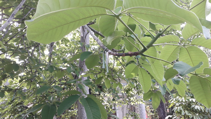El árbol de Carolina es uno de los más antiguos del patio de este museo. Varias personas han atado cintas a las ramas como manera simbólica de confiar sus deseos a este pariente cercano de la ceiba.