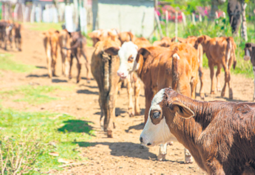 Este 1ro. de marzo comienza un ejercicio nacional de control, promovido por el Ministerio de la Agricultura, que permitará disponer de una caracterización del sector ganadero, con el objetivo de llegar a la realidad de cuál es la masa existente. Está orientada la inmovilización de la masa desde el 15 de febrero, por lo que no debe haber trámites de compra y venta.