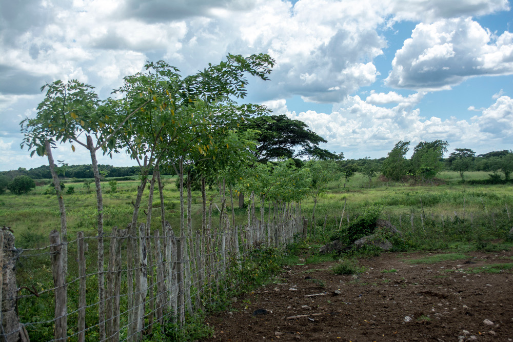  Las cercas vivas mantienen un microclima favorable y funcionan como corredores biológicos. Foto: Majo Minatel