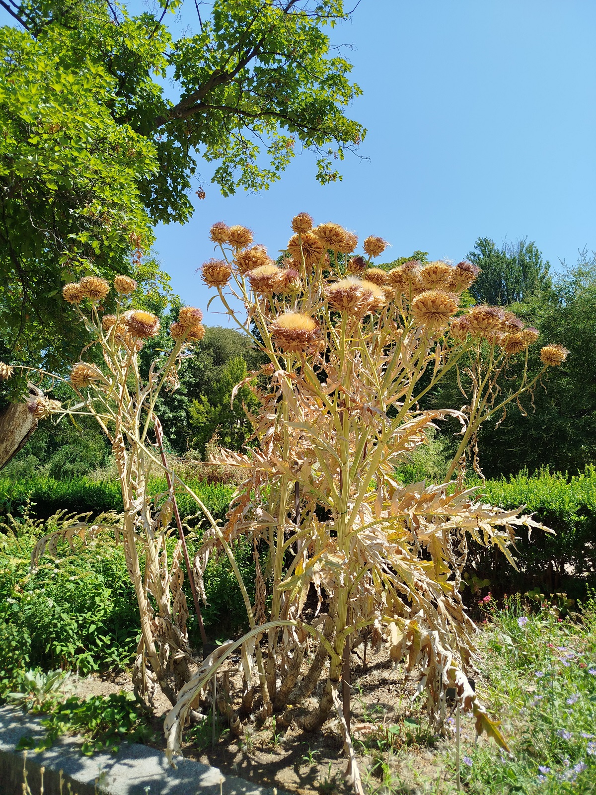 Foto: De la autora El calor que nos define