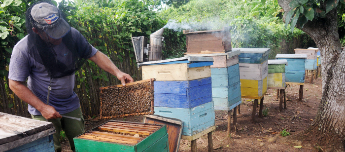 Camagüey avanza en la producción de miel