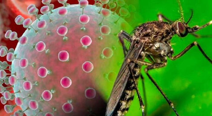 Sitio web para informar sobre virus Oropouche