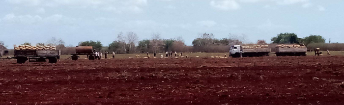 Cosecha papa la Empresa Agropecuaria y Citrícola de Sola